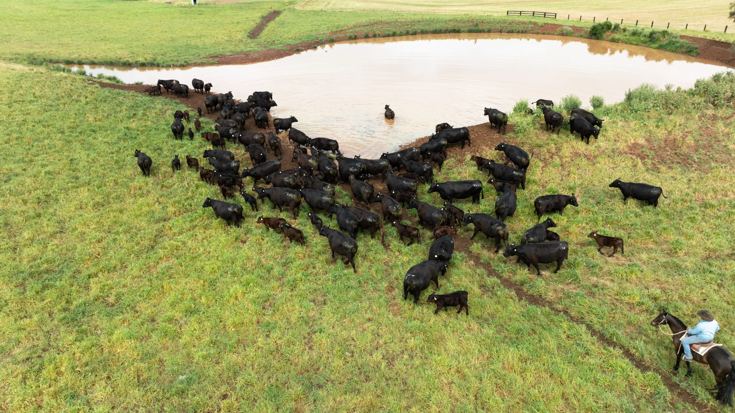 Aerial view of the JT Angus herd moving past a dam with a rider behind