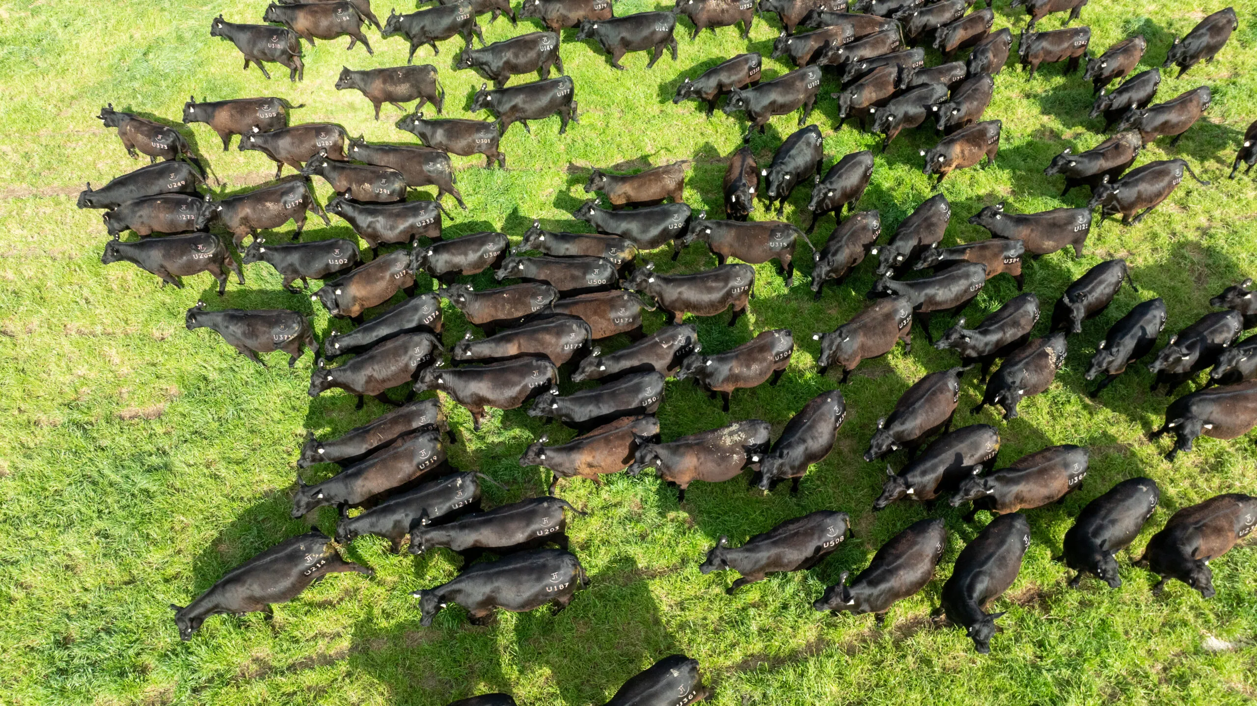 Aerial view of a JT Angus mob grazing green pasture