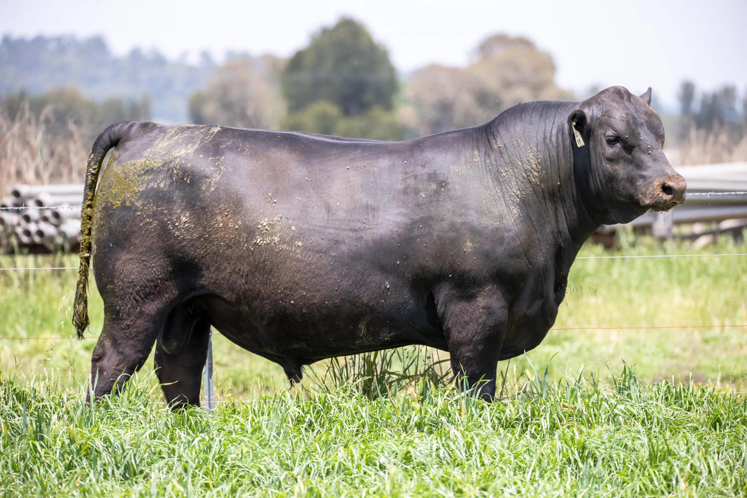 JT Angus bull standing side-on in the paddock