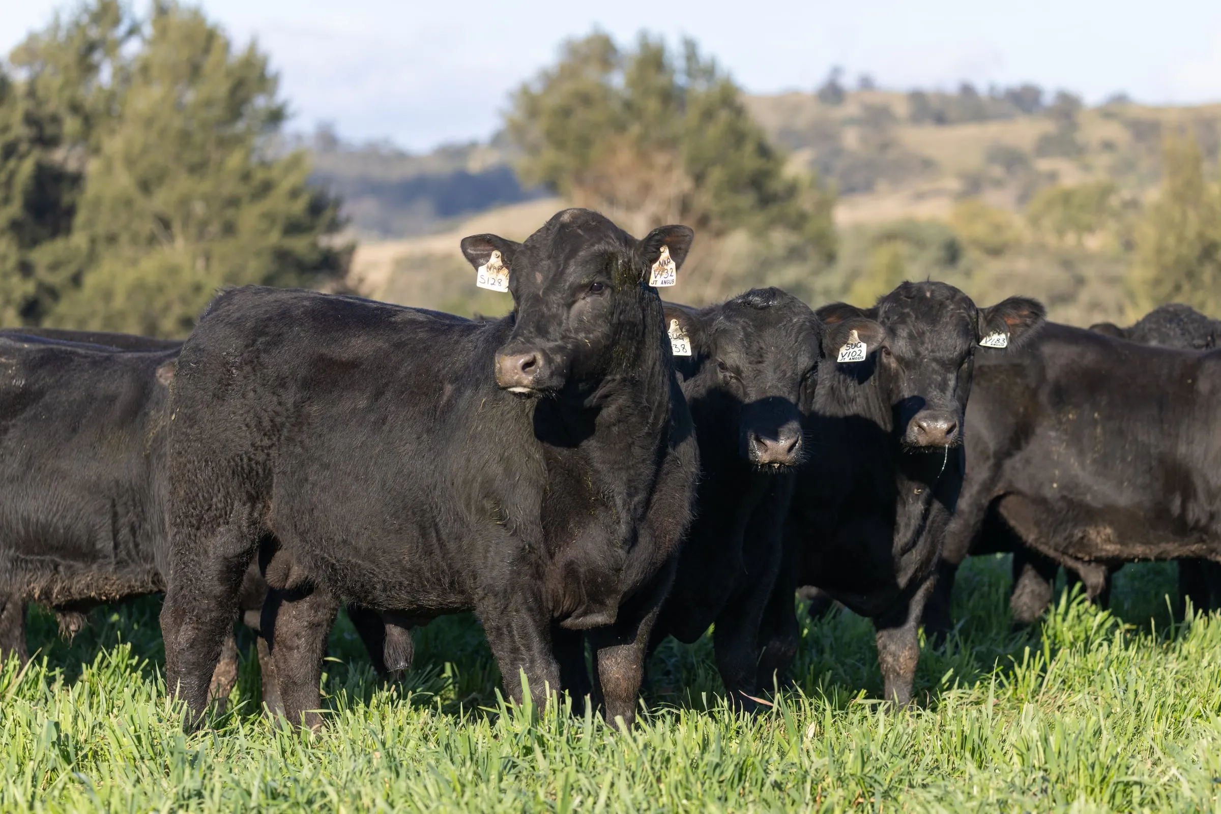 A group of young JT Angus bulls in green feed