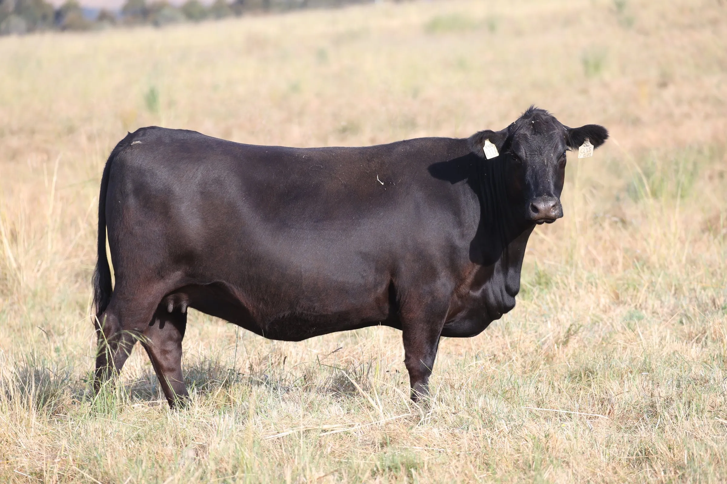 Clift Abigail Q15 standing side-on in the paddock