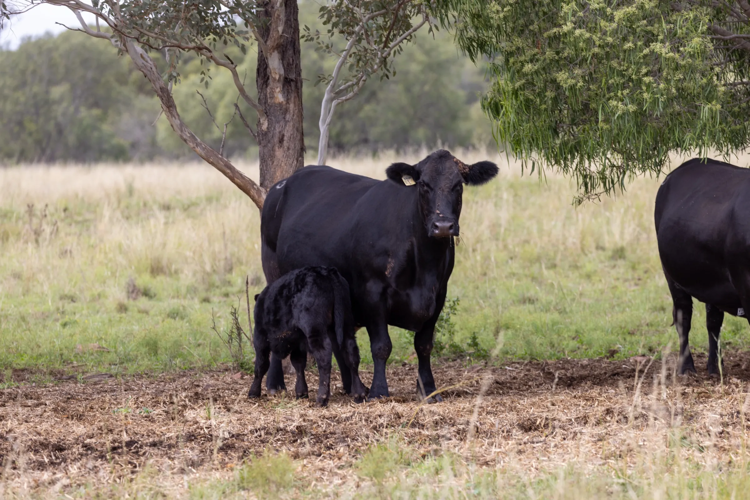 Clift Abigail R1 with her calf under a tree