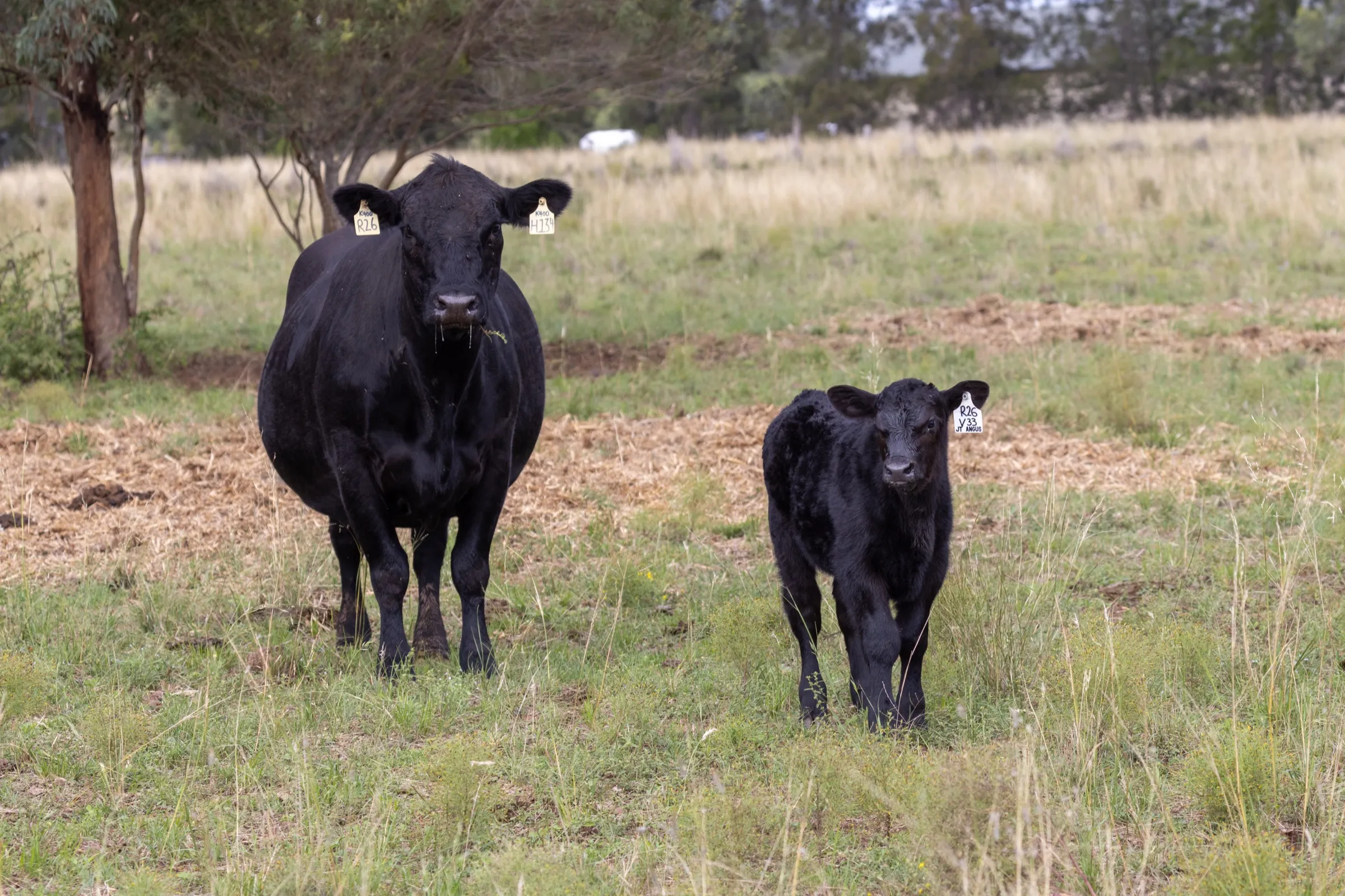 Clift Brenda R26 with her calf in the paddock