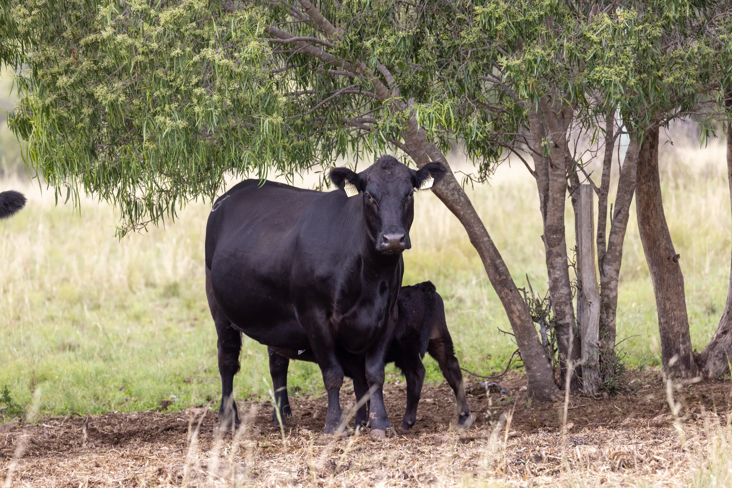 Clift Brenda R73 with her calf under a tree