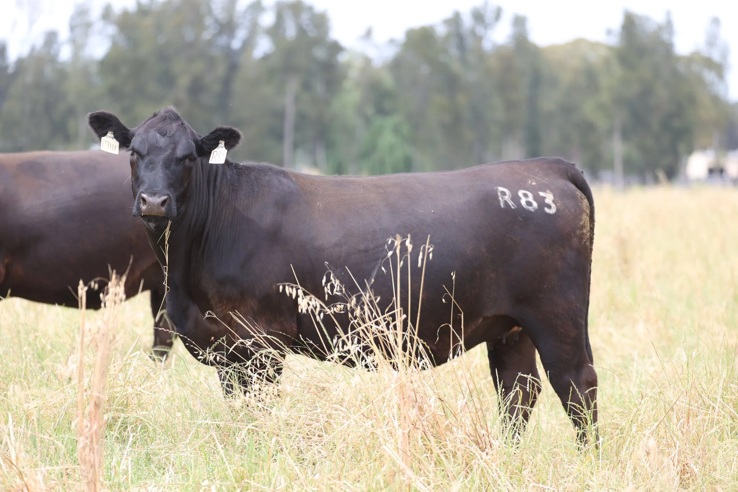 Clift Brenda R83 standing in long grass