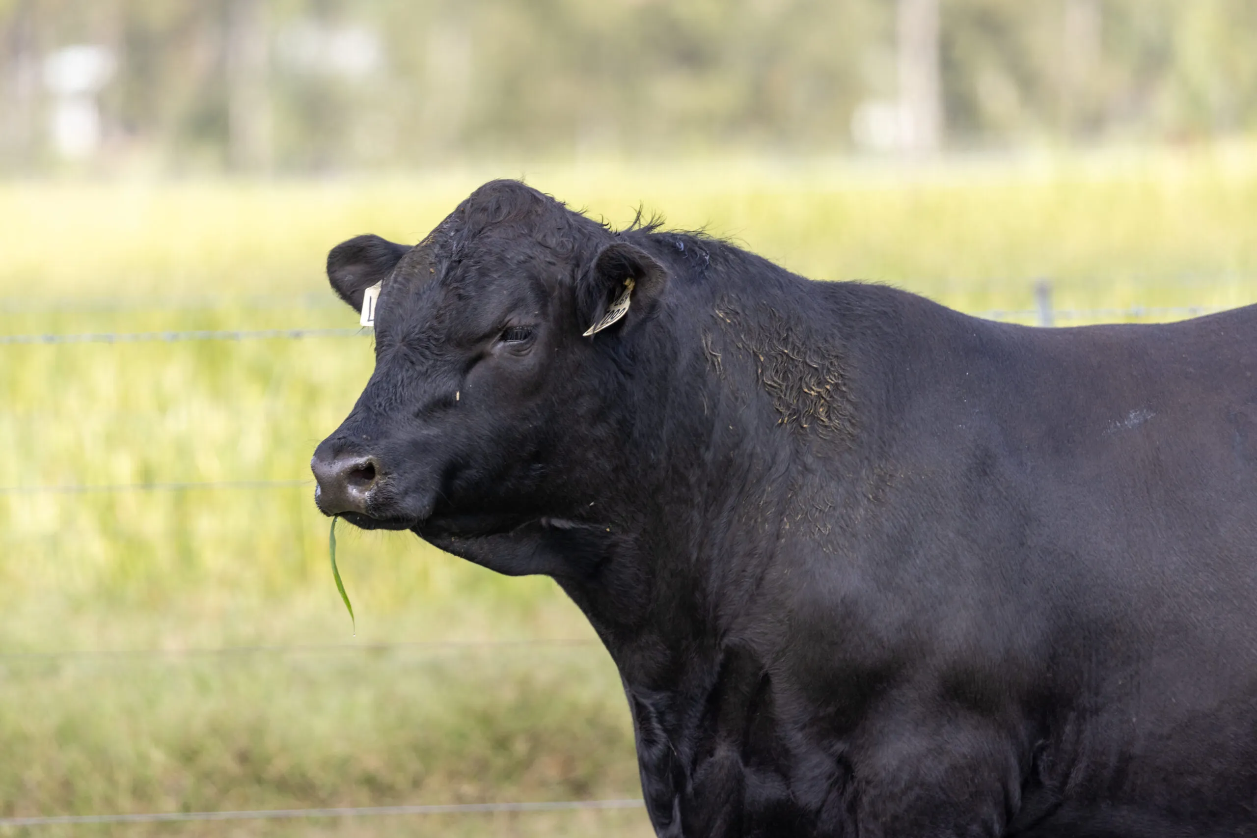 Portrait of a black Angus cow in the paddock