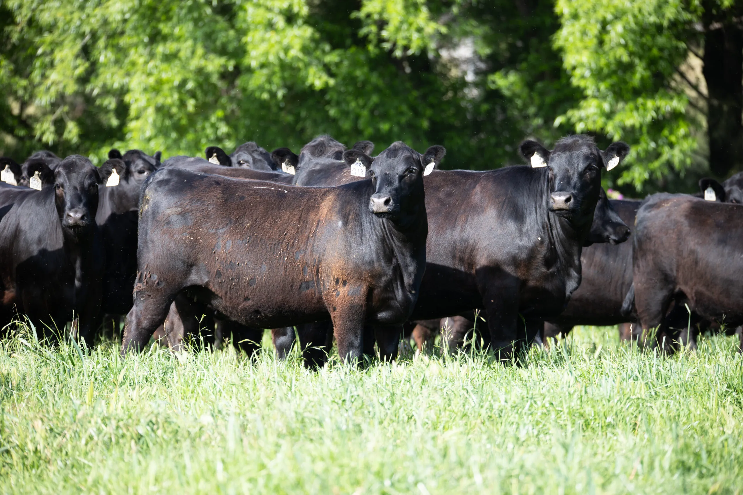 JT Angus females standing front-on in the paddock