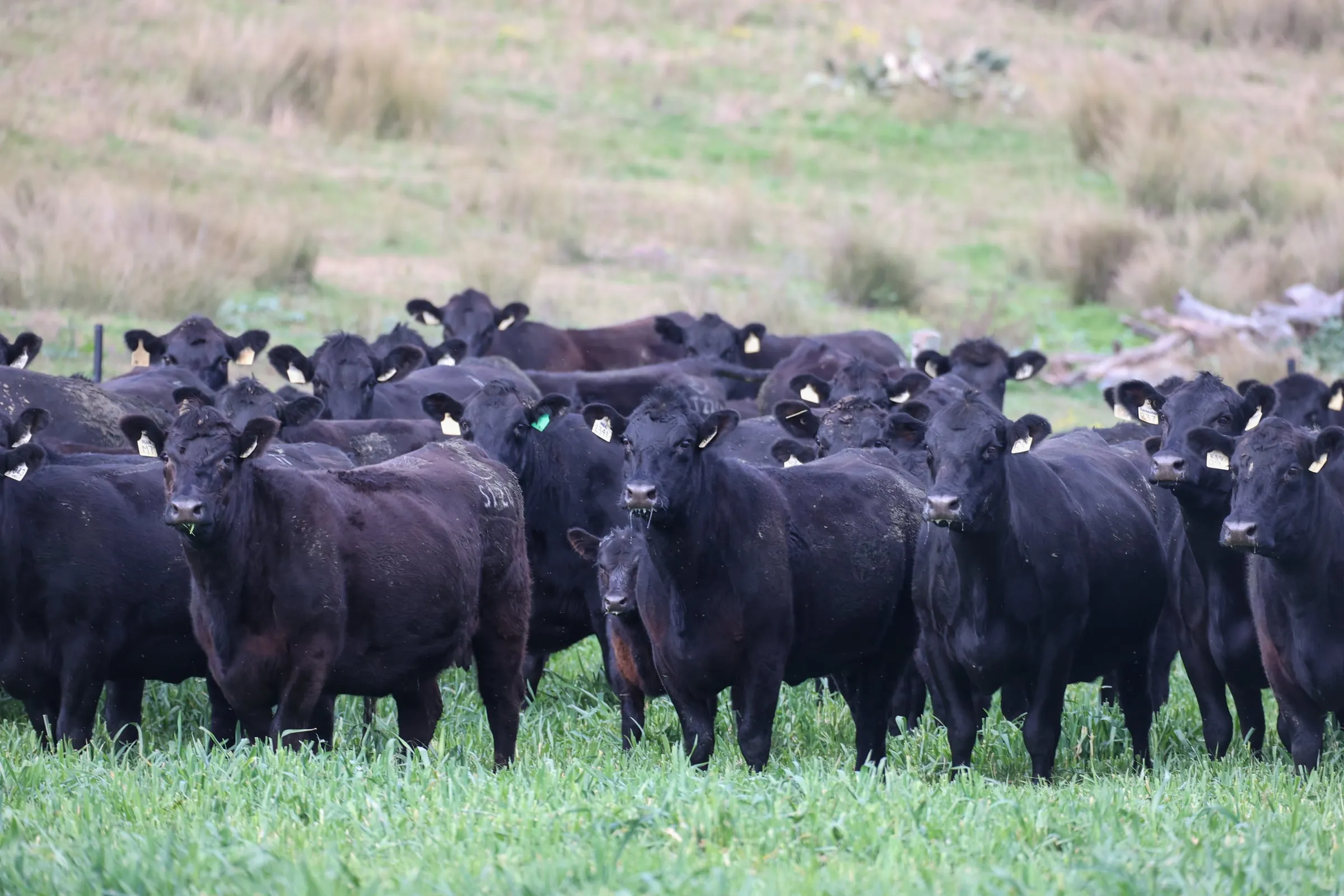 A mob of JT Angus heifers in the paddock