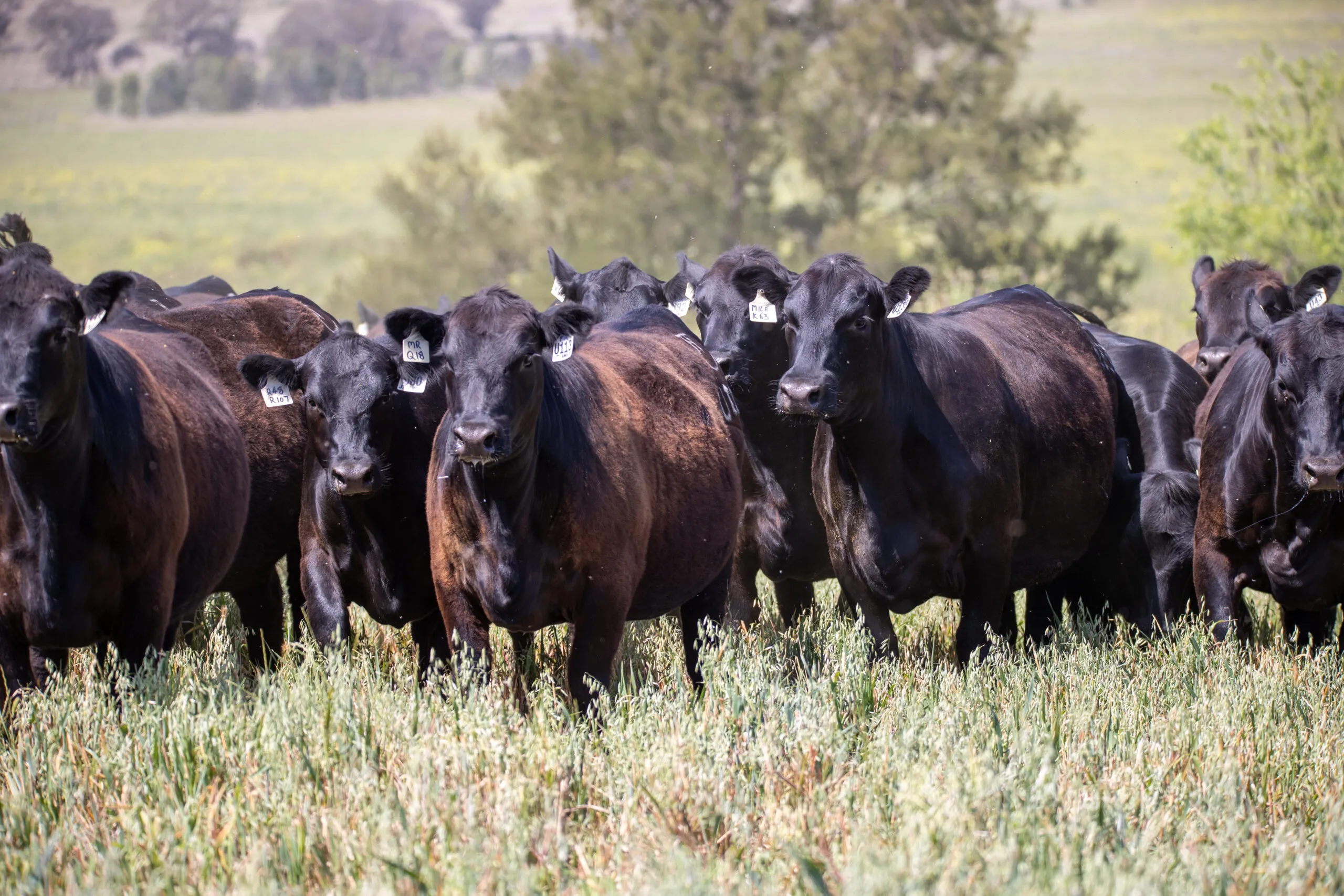 A group of curious JT Angus females gathered close in the paddock