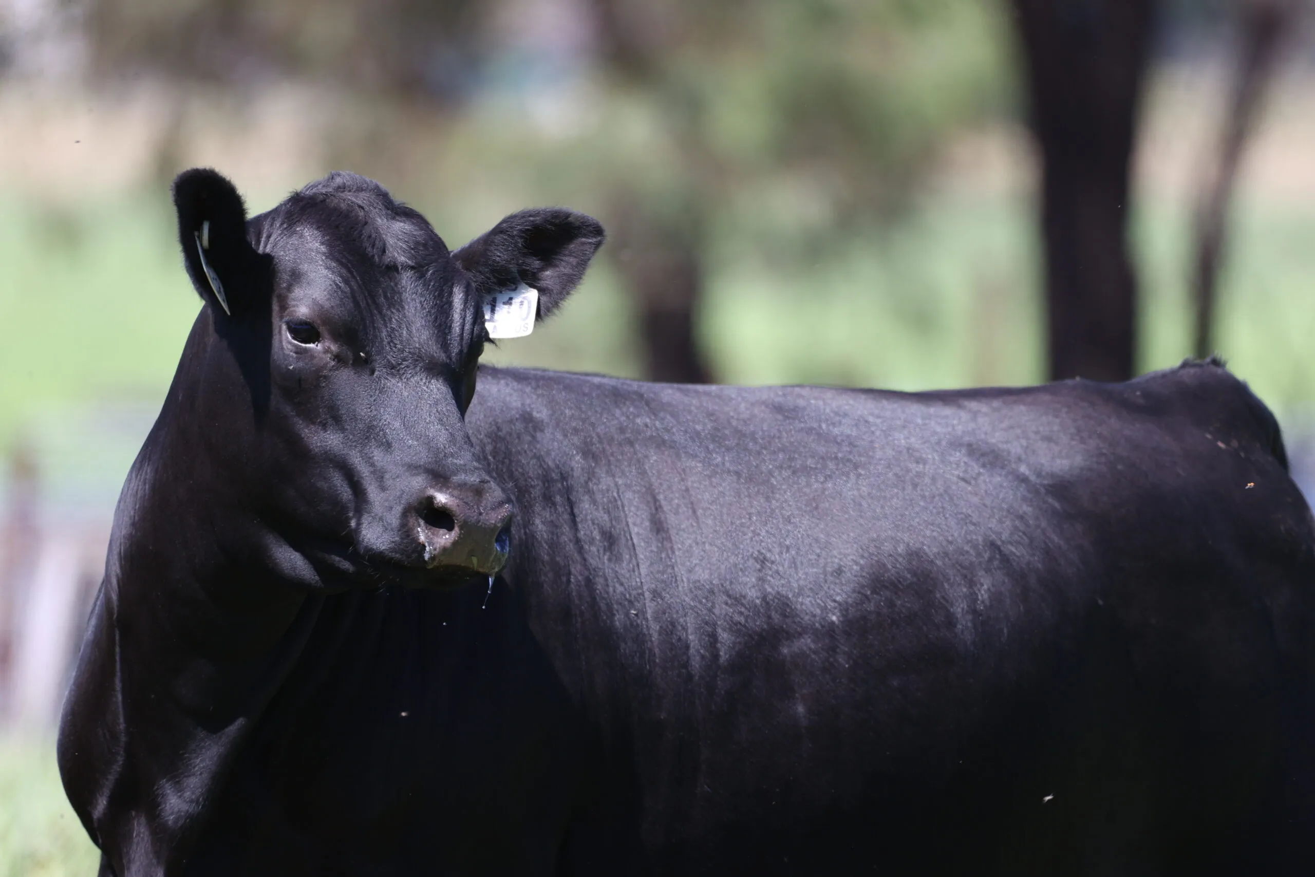 Close-up of a black Angus heifer with ear tag