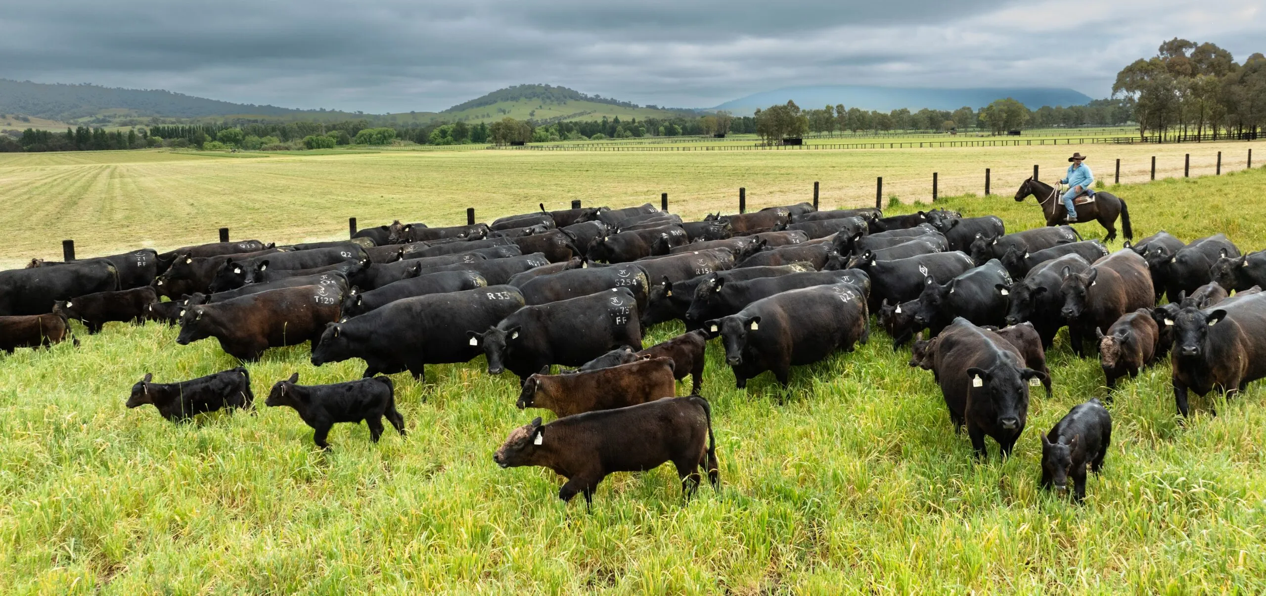 A mob of JT Angus cows and calves moved by a rider across open country