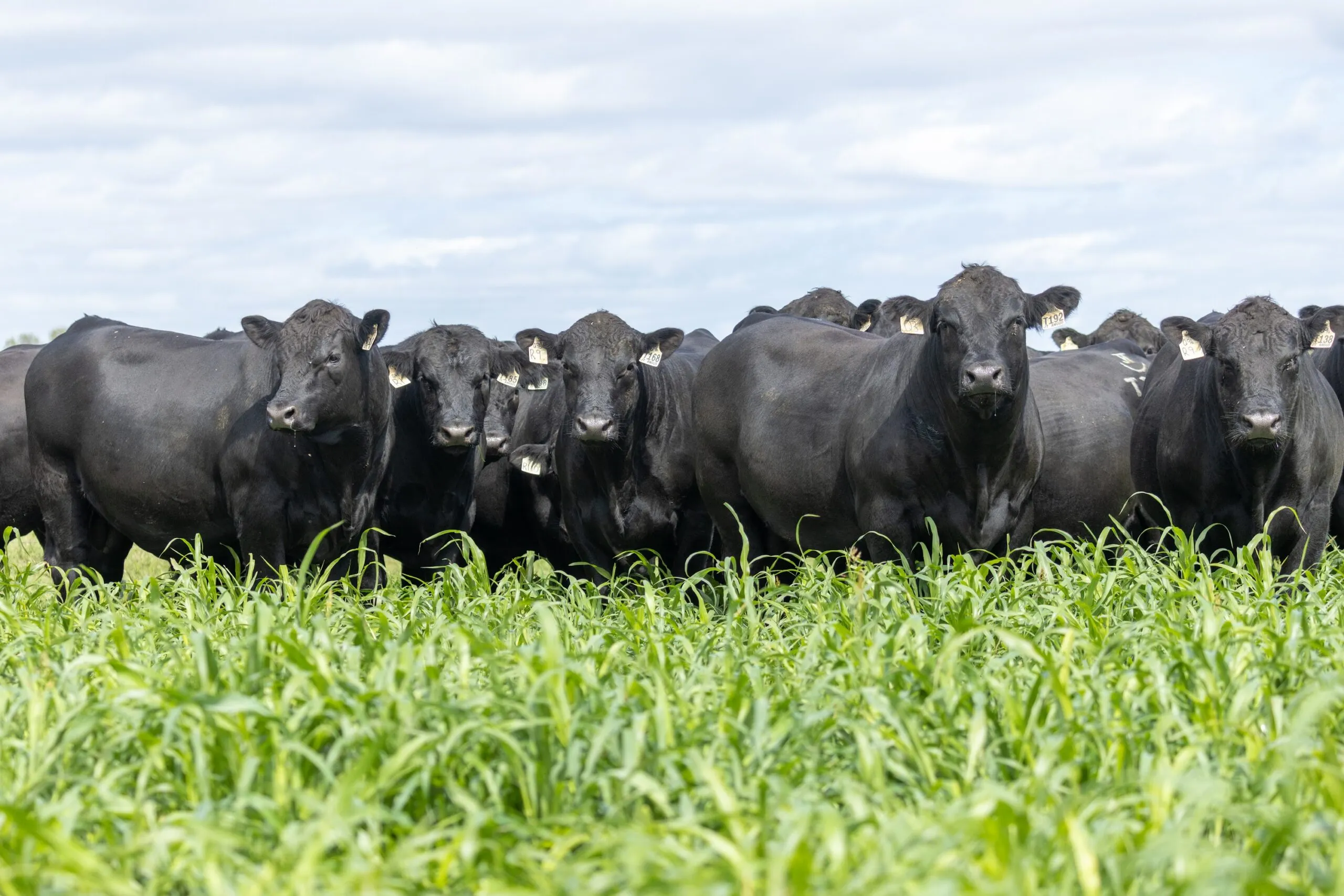A line of registered JT Angus females standing front-on in tall green feed