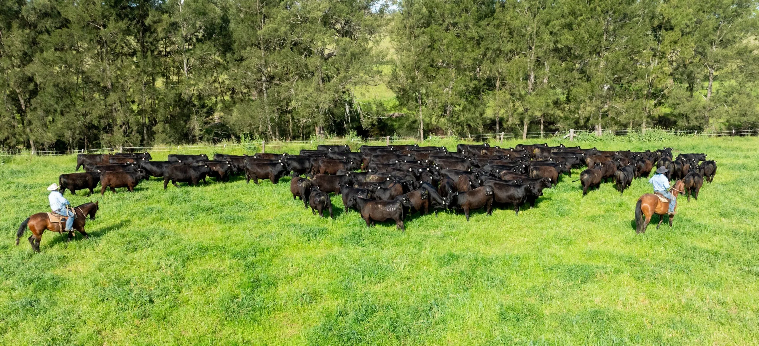 Stockmen on horseback holding a mob of Angus cattle in a green paddock