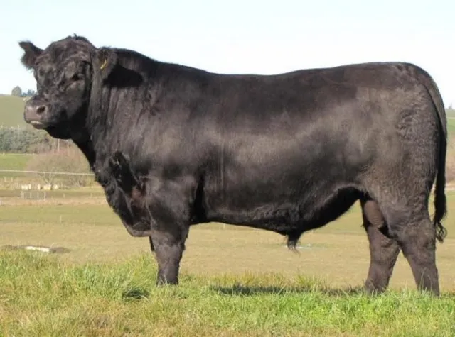 Angus sire standing side-on in the paddock