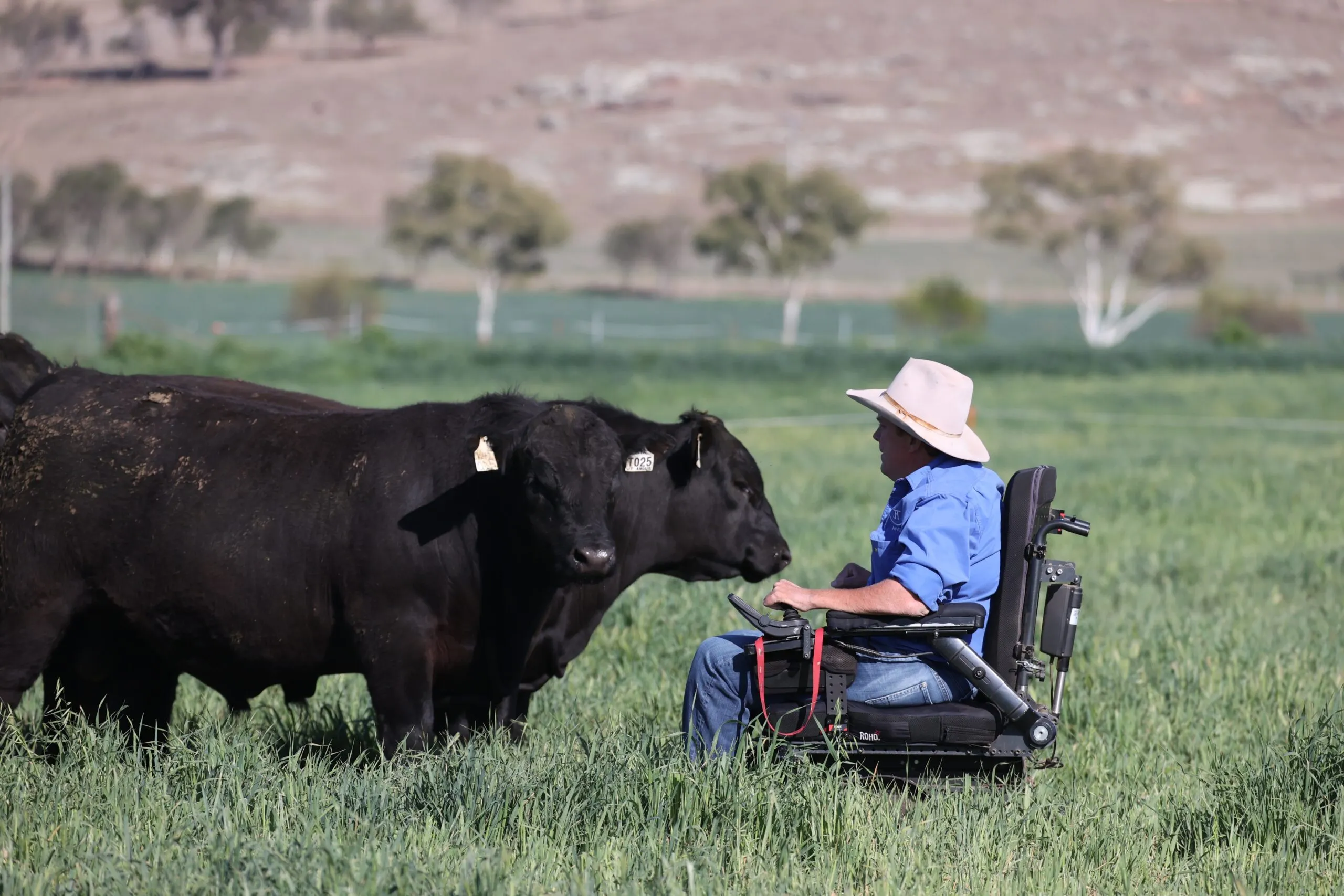 Josh Clift face to face with a JT Angus bull in the paddock