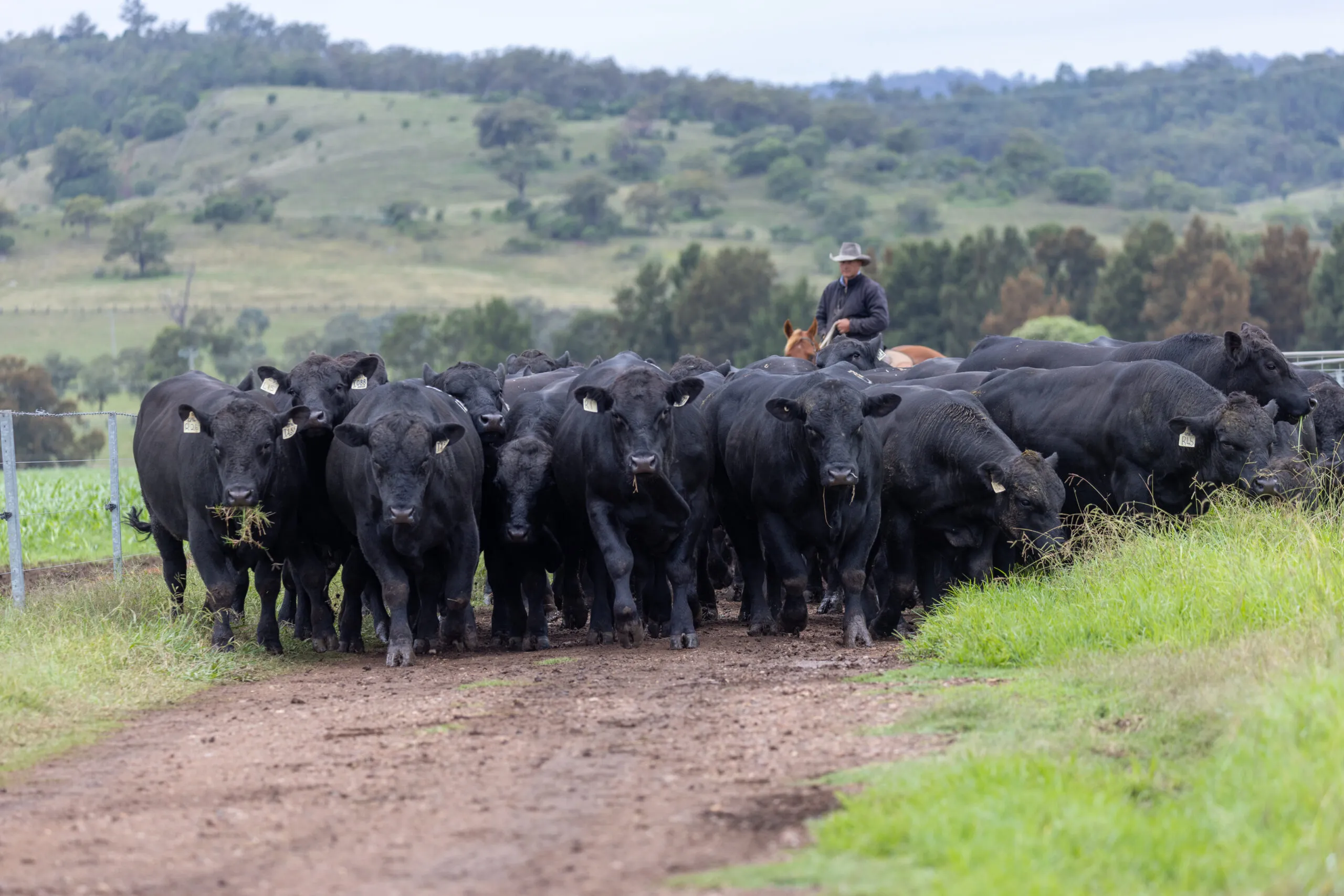 Angus cattle walked up the laneway to the yards