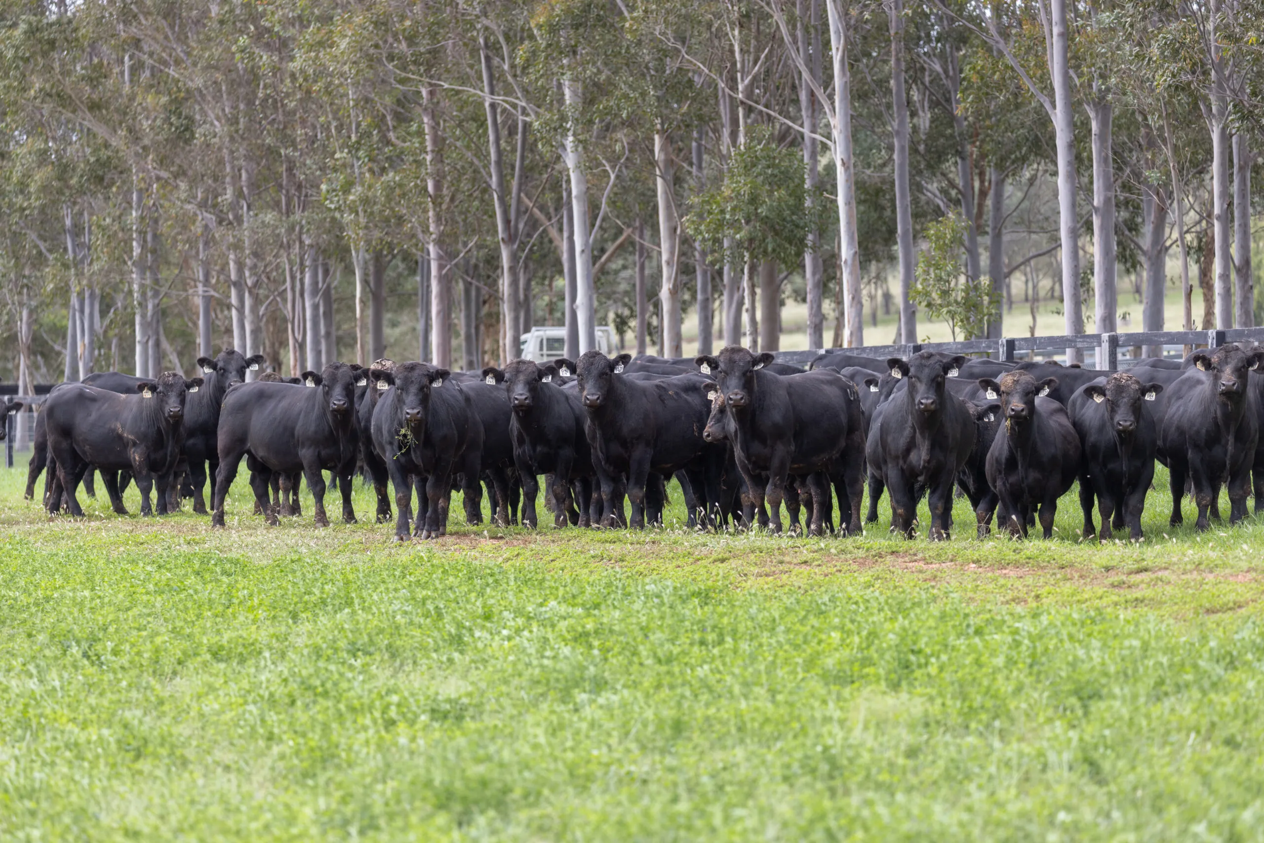 A long line of JT Angus cattle standing front-on beneath the trees