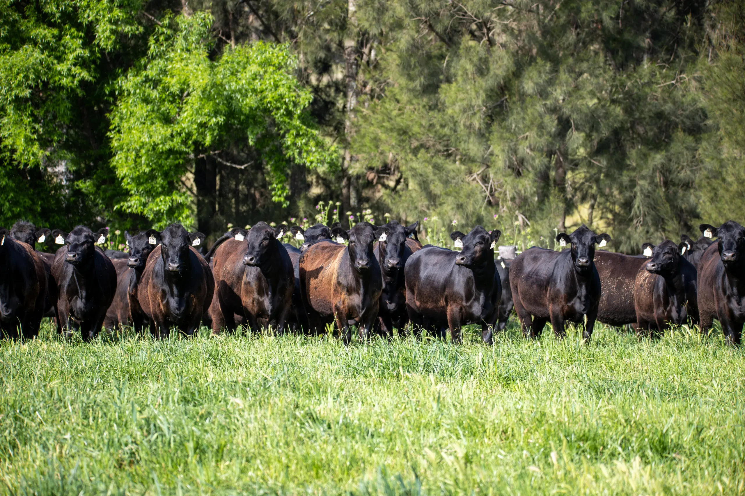 A line of JT Angus females in front of the tree line