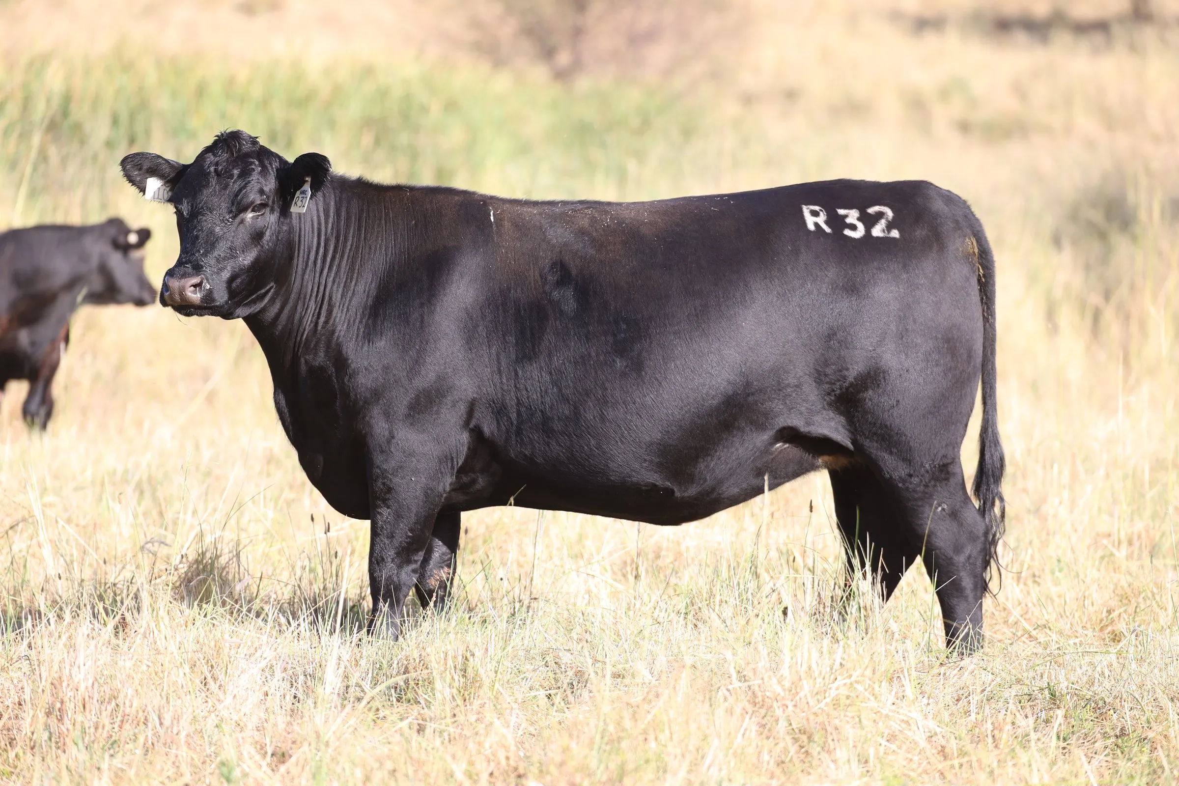 DIPR32, a daughter of Millah Murrah Abigail M103, in the paddock