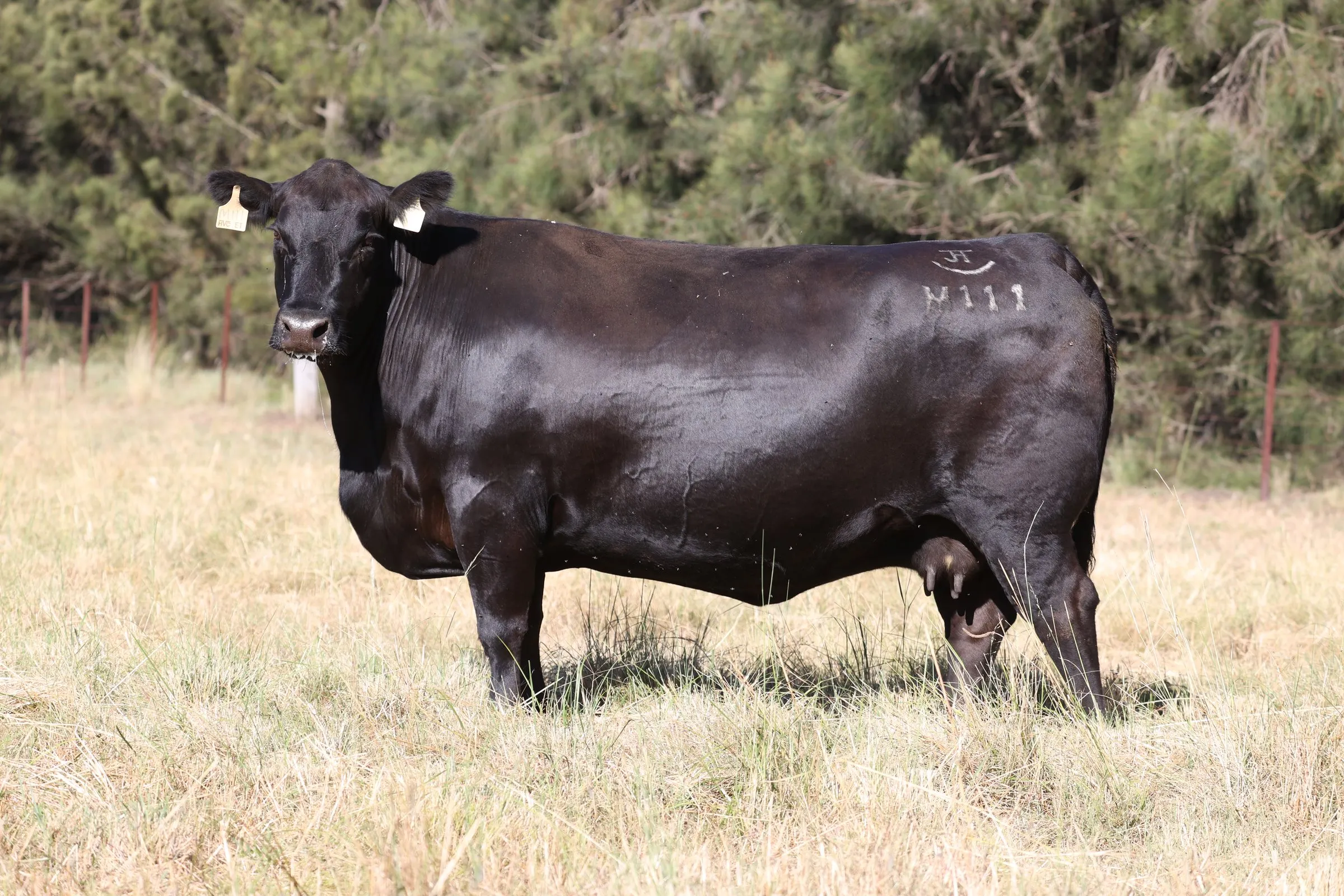 Millah Murrah Brenda M111 standing in the paddock