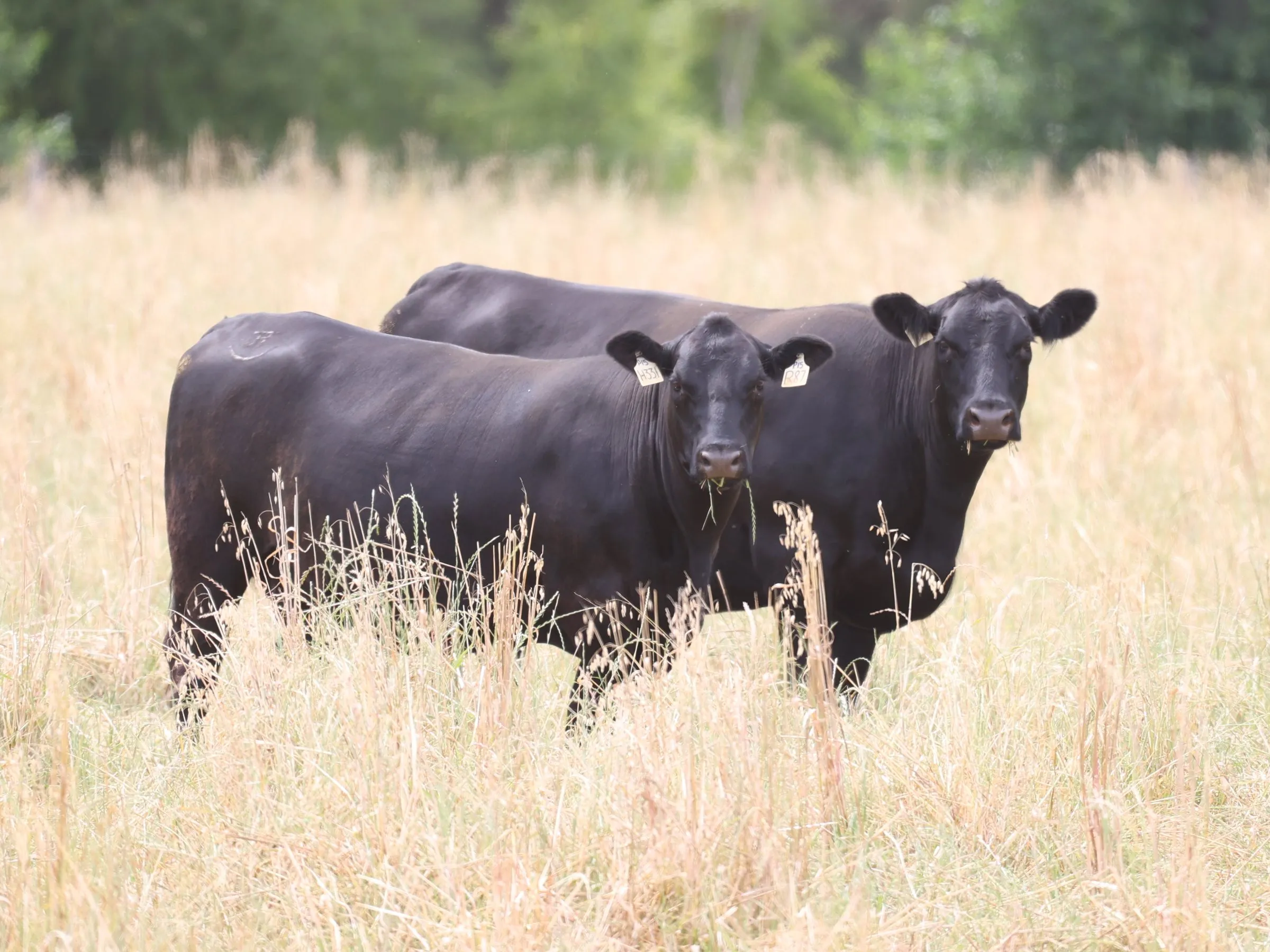 Millah Murrah Rado NMMH331 with her daughter DIPR87 in long grass