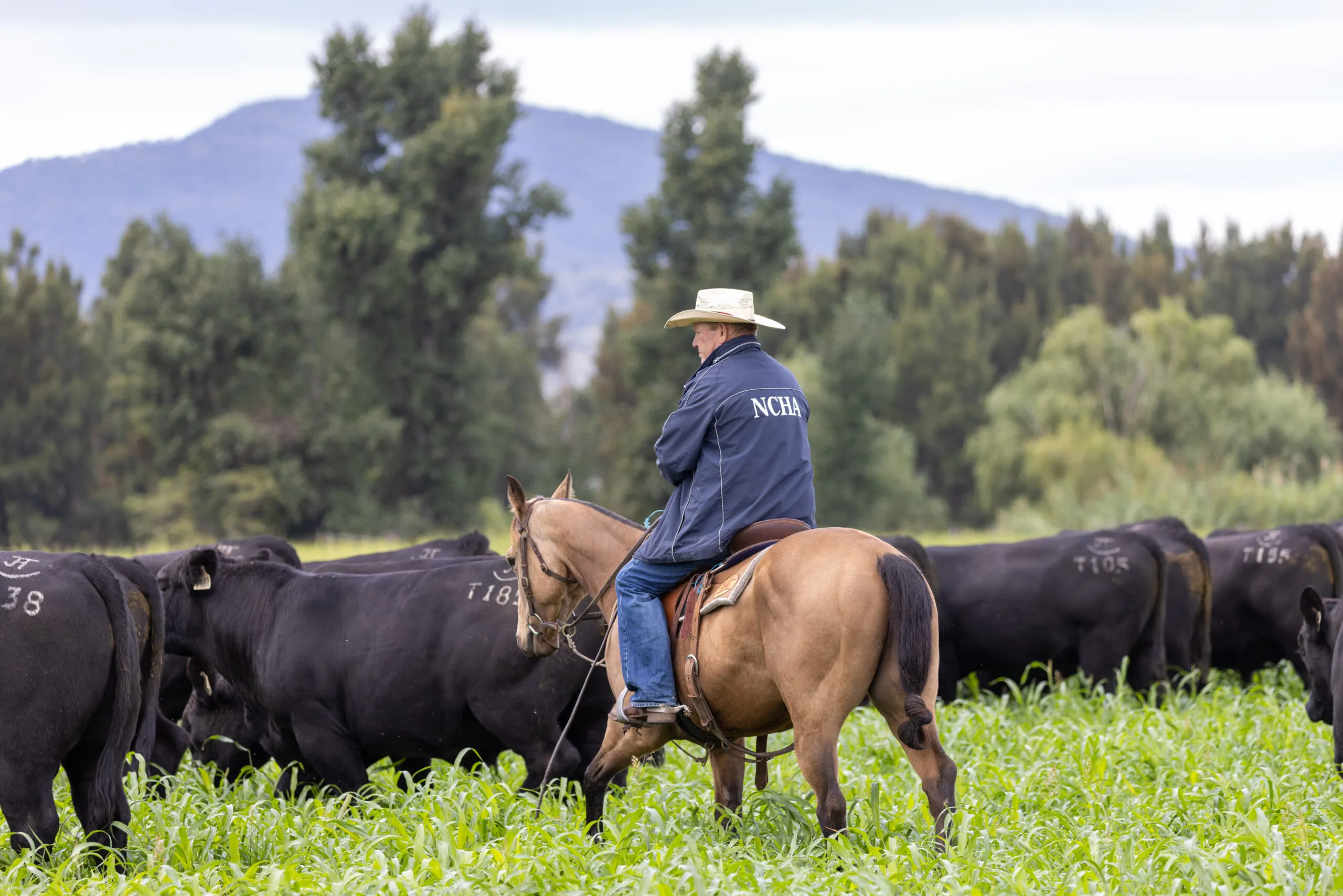 Stockman on horseback among Angus cattle with the hills behind