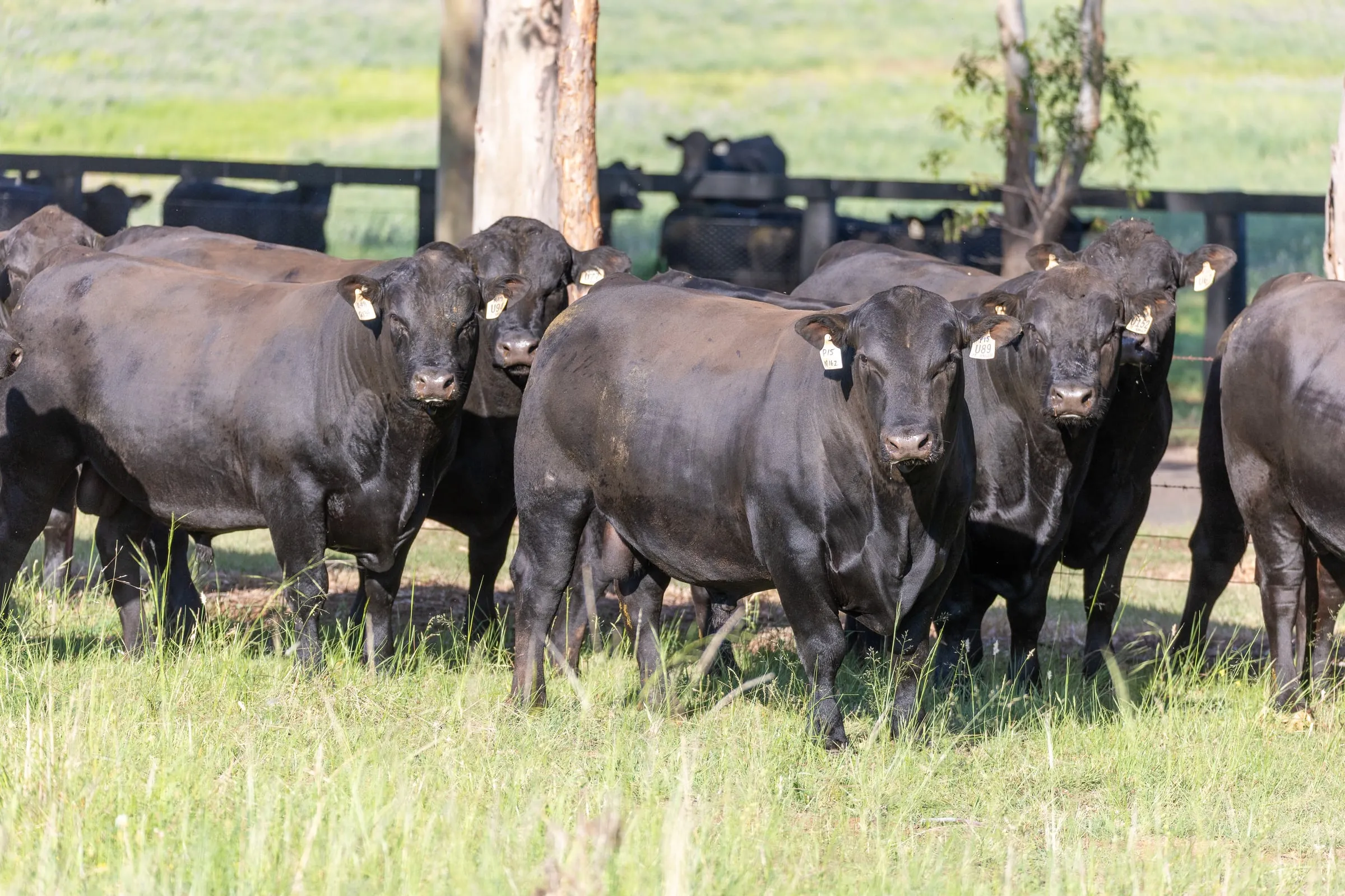 JT Angus bulls standing front-on in the paddock