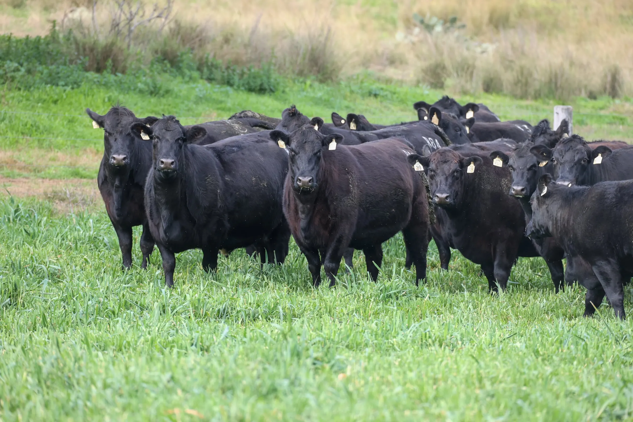 A mob of JT Angus heifers standing front-on in green pasture