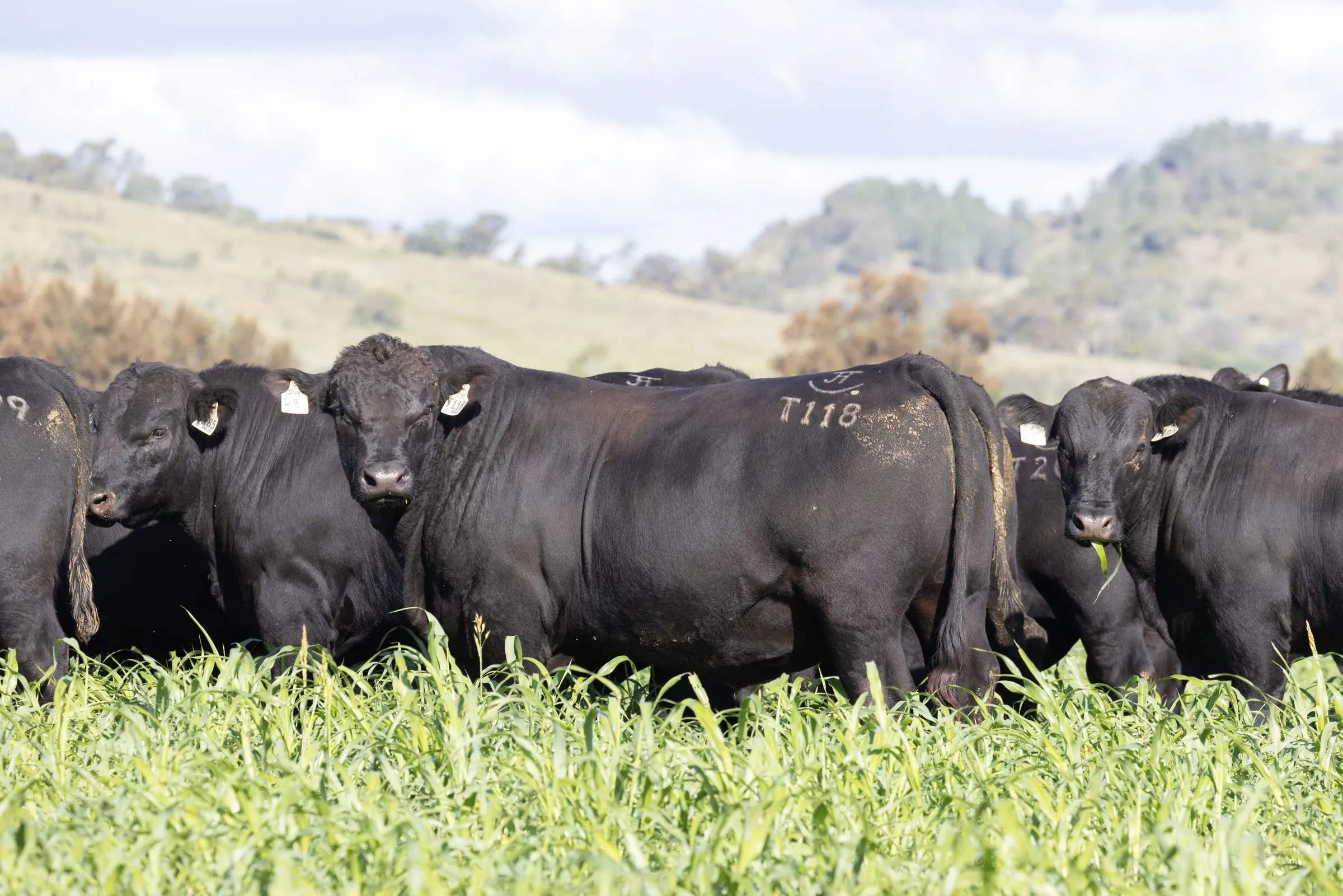 JT Angus bulls standing in green feed
