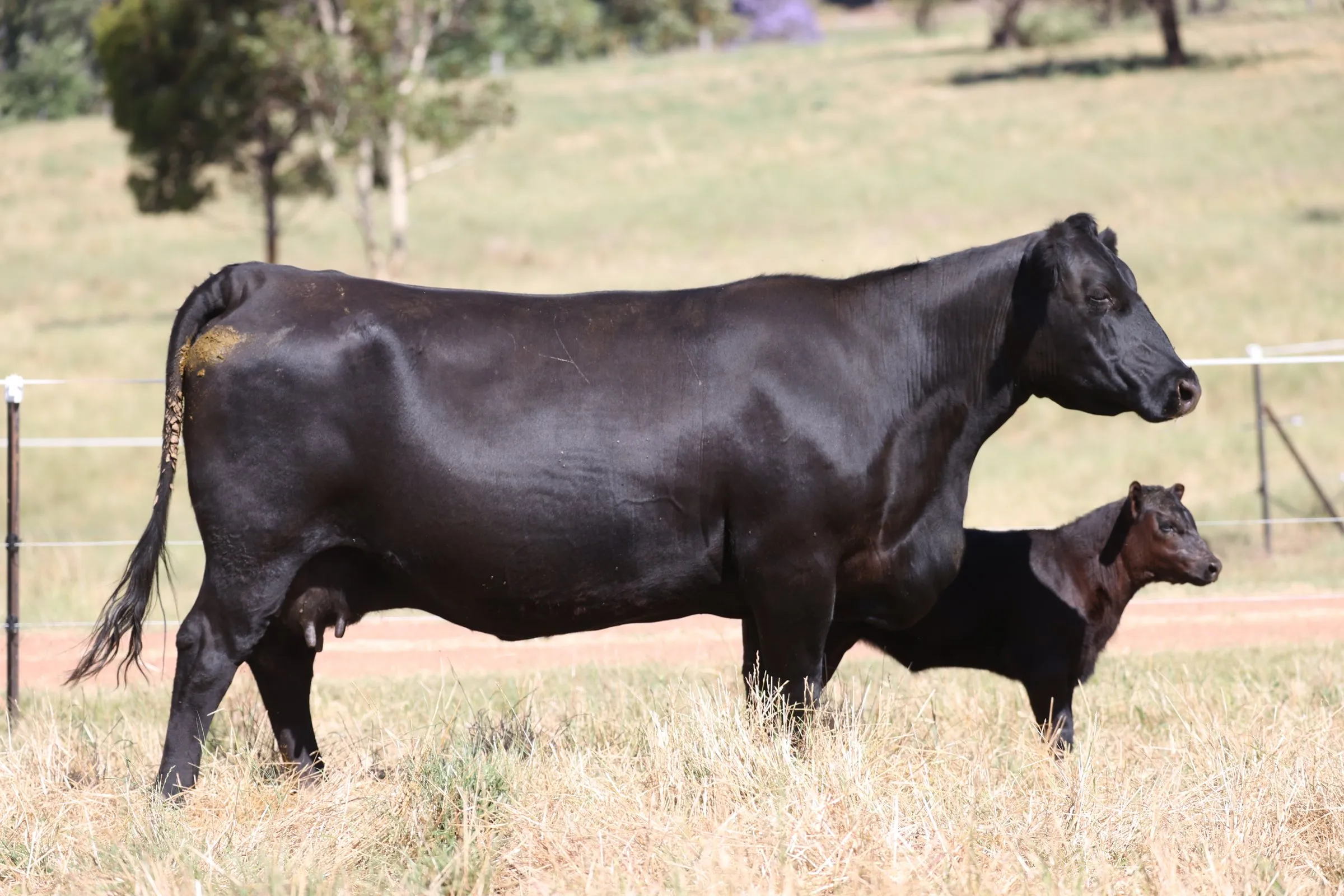 Witherswood Abigail CWJJ0044 with her calf at foot