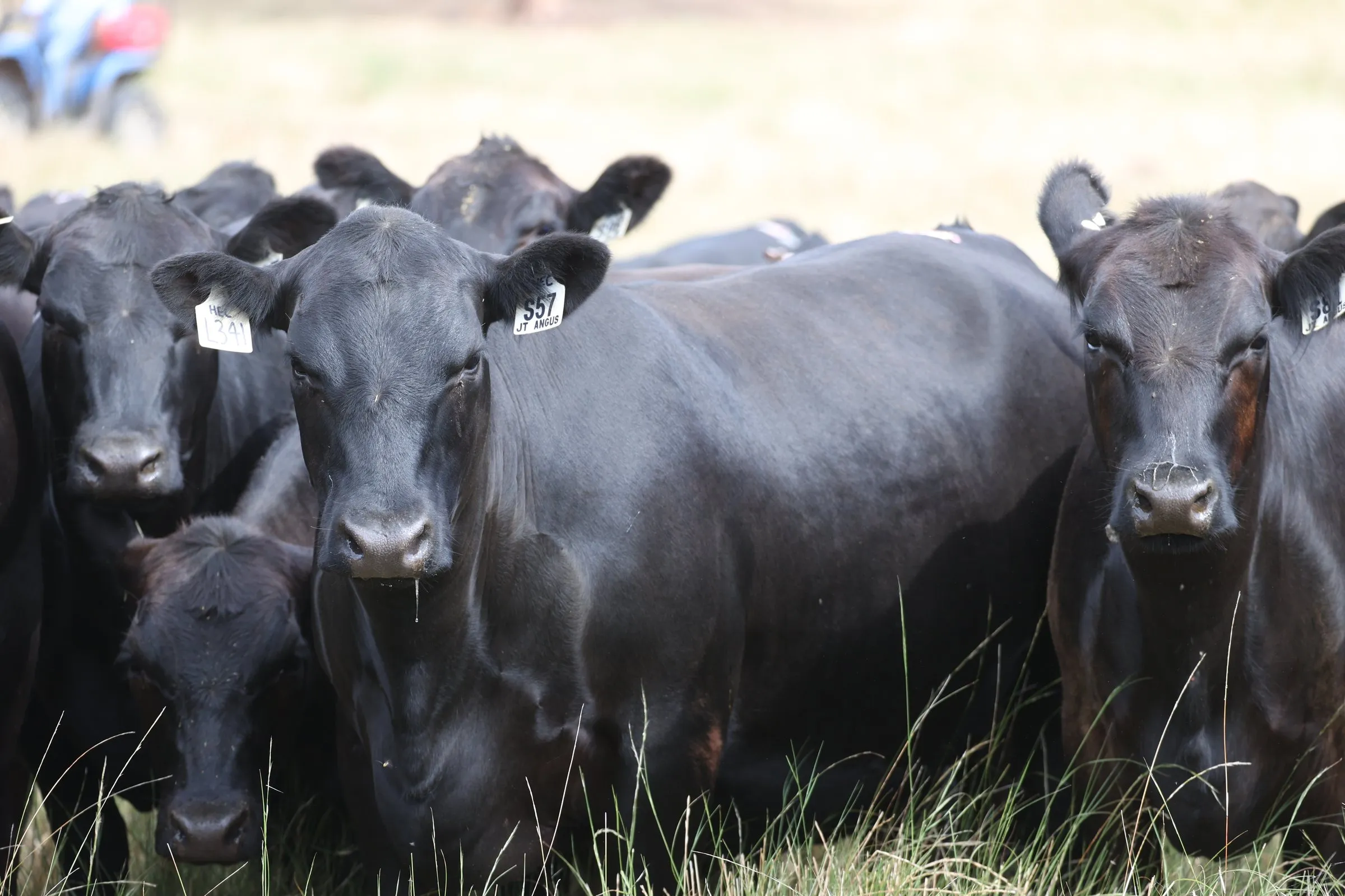 S57, a Hector daughter of Witherswood Abigail L0341, with the mob