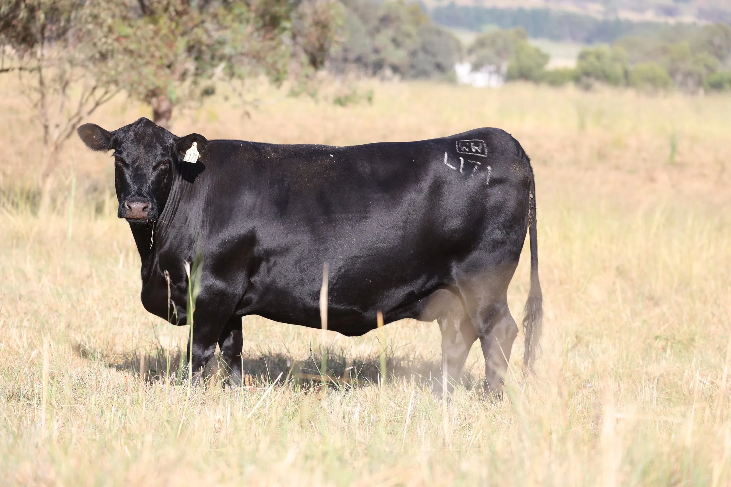 Witherswood Honey CWJL0171 standing side-on in the paddock