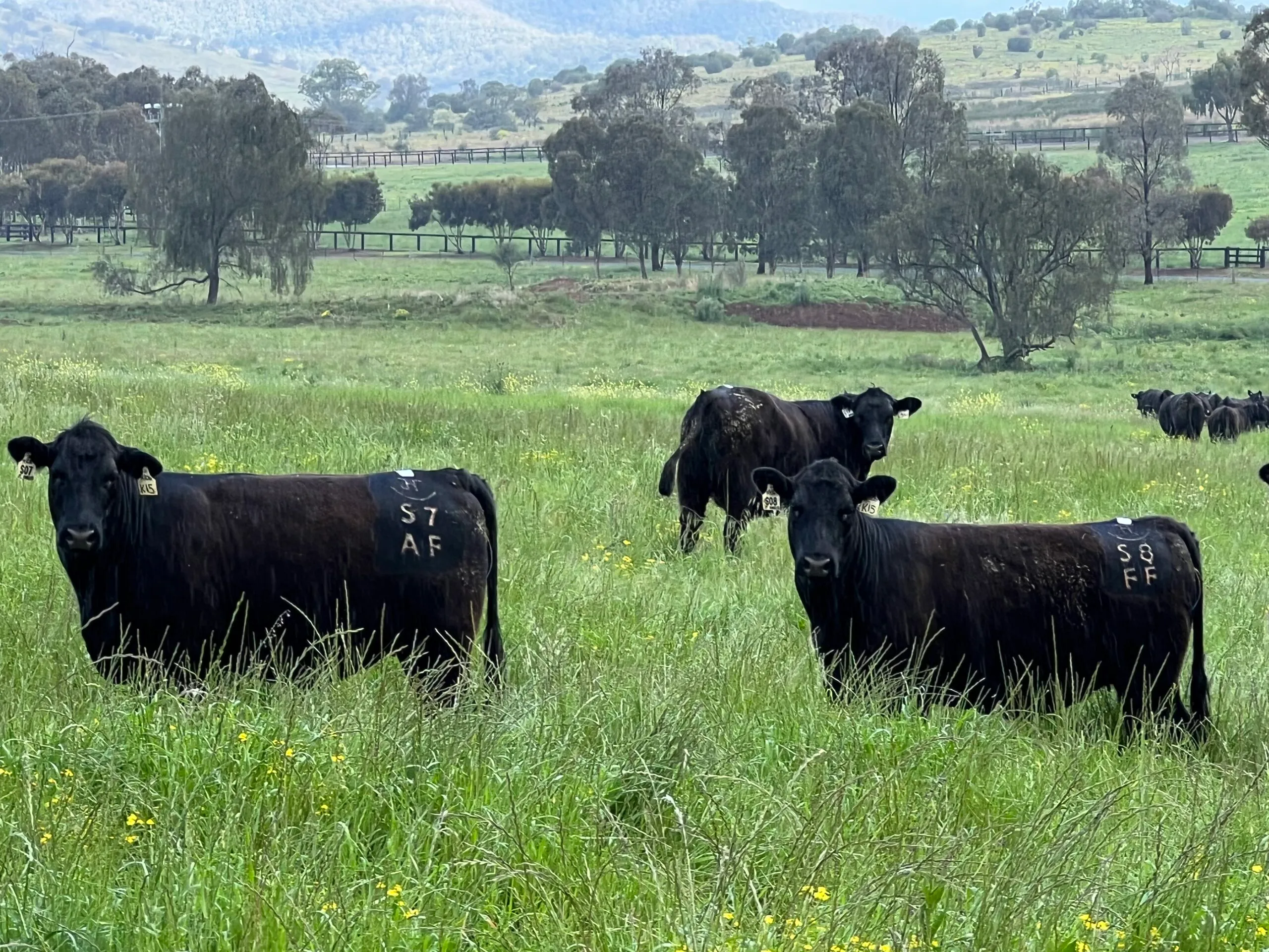 Young JT Angus bulls in the paddock